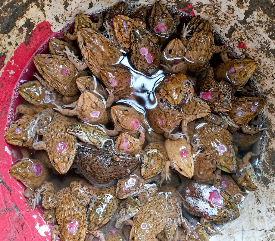 Ếch bị lở loét Ếch bị lở loét
