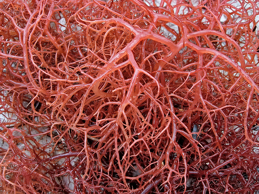 Tảo đỏ (rong câu) Tảo đỏ (rong câu)