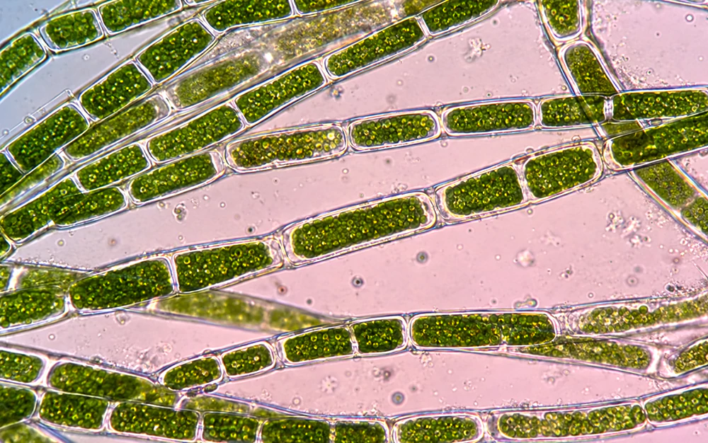 Tảo sợi Cladophoraceae Tảo sợi Cladophoraceae