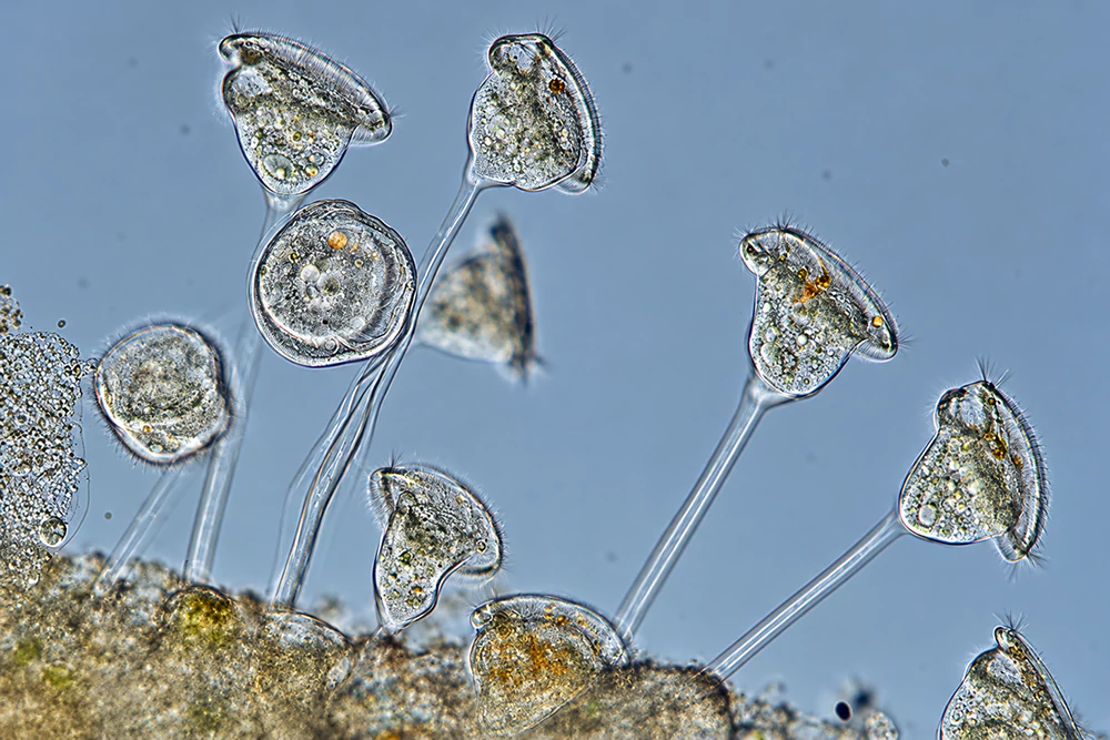 Trùng loa kèn Vorticella Trùng loa kèn Vorticella